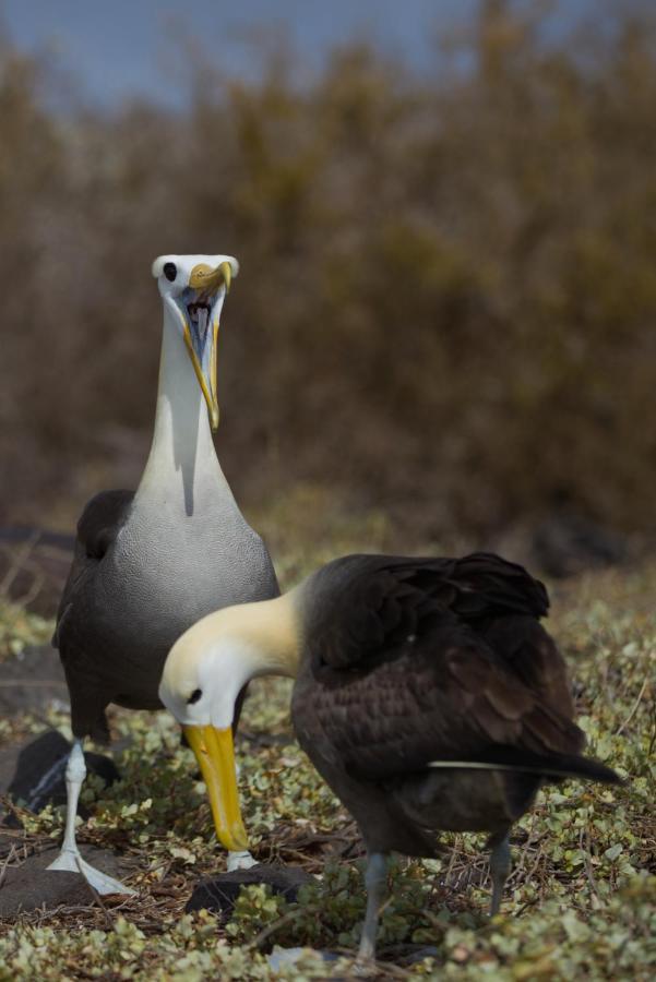 Suite Cielo, Discover The Magic Of Galapagos 巴克里索莫雷诺港 外观 照片